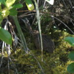 Legjobb képünk egy cuki madárról