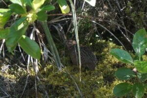 Legjobb képünk egy cuki madárról